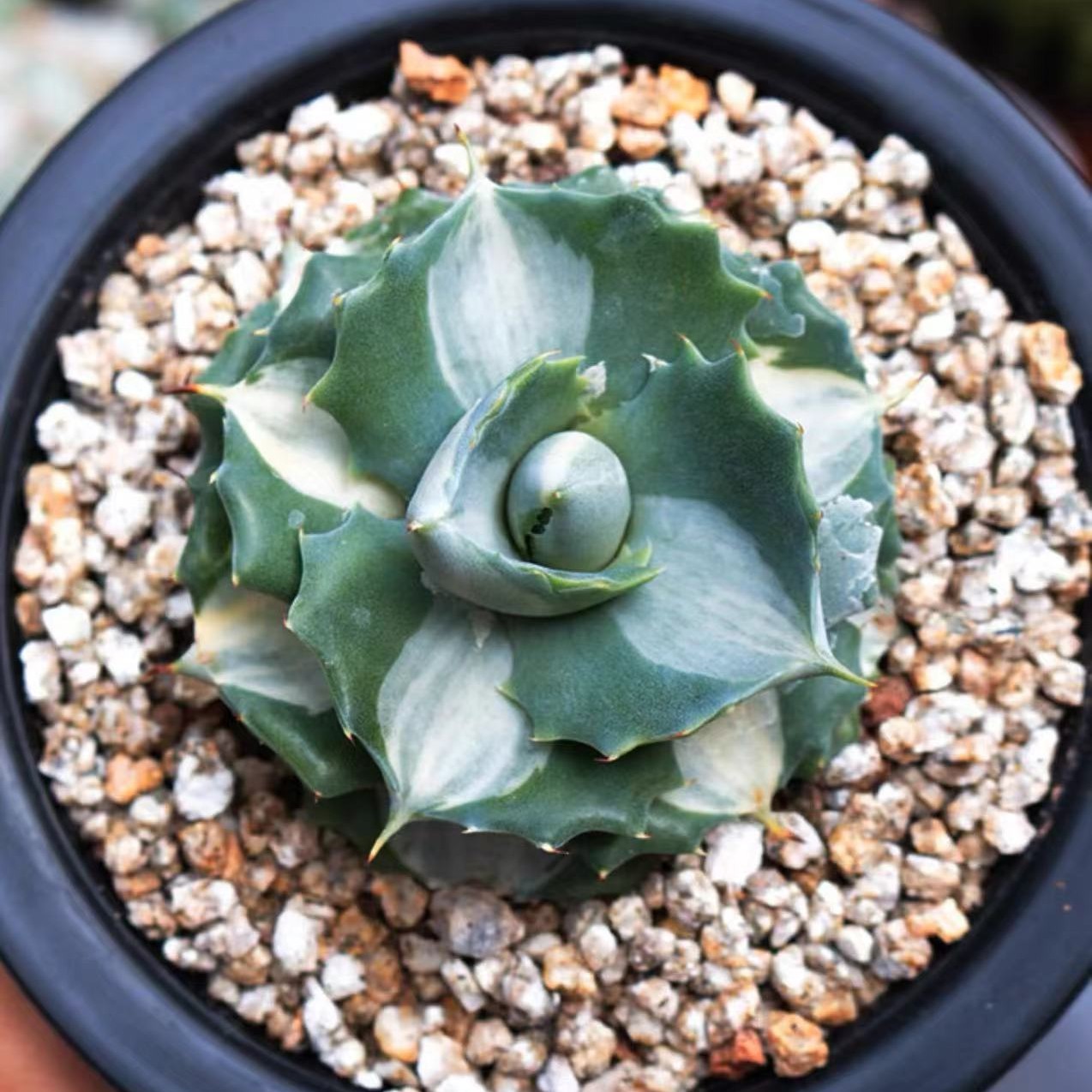 白中斑多肉植物盆栽