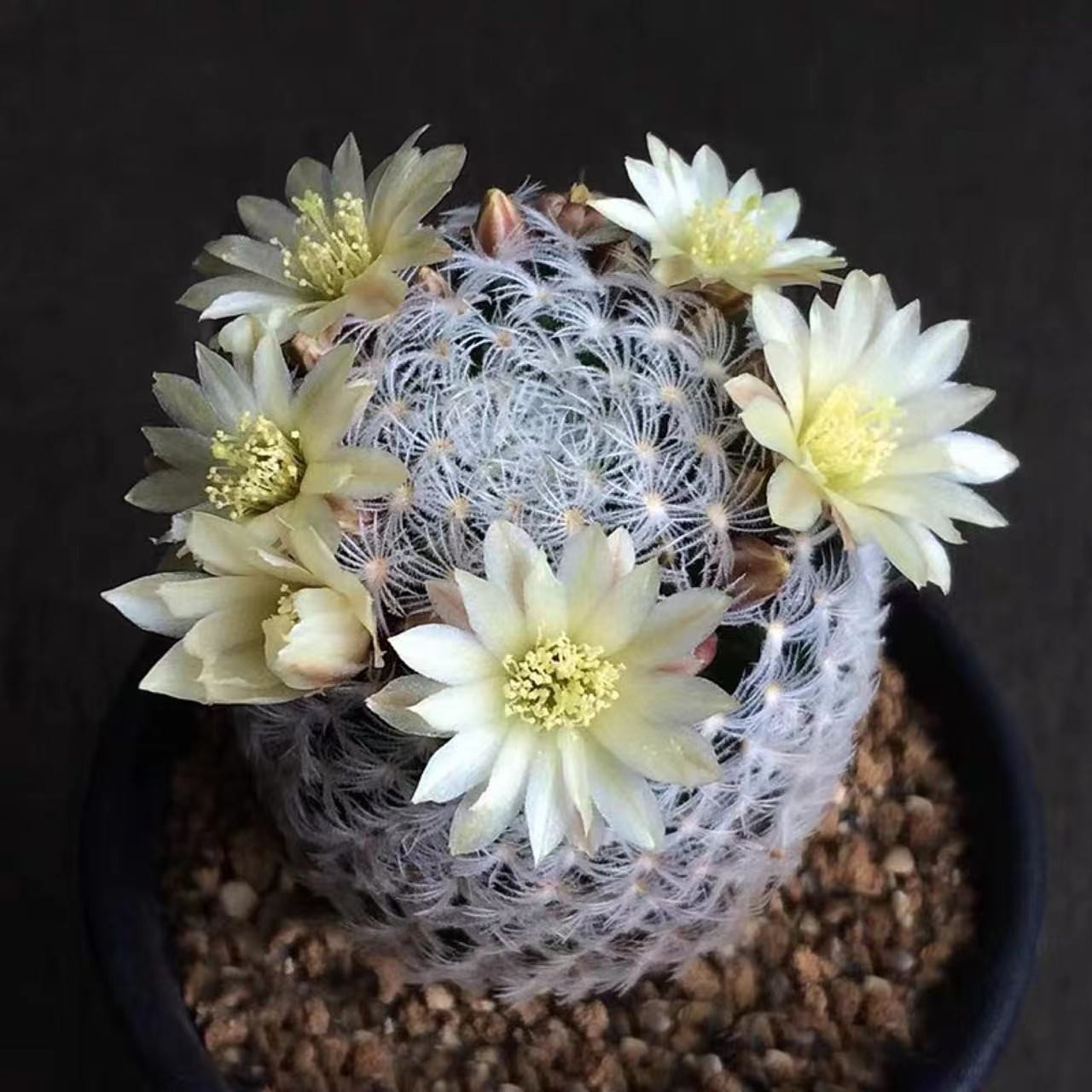 单头杜威丸球球多肉植物