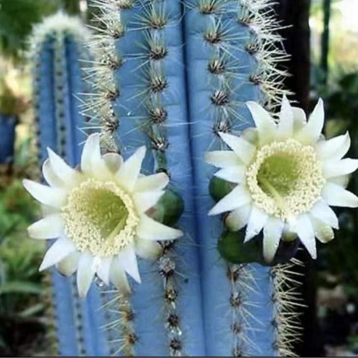天生蓝色-蓝柱仙人球多肉植物
