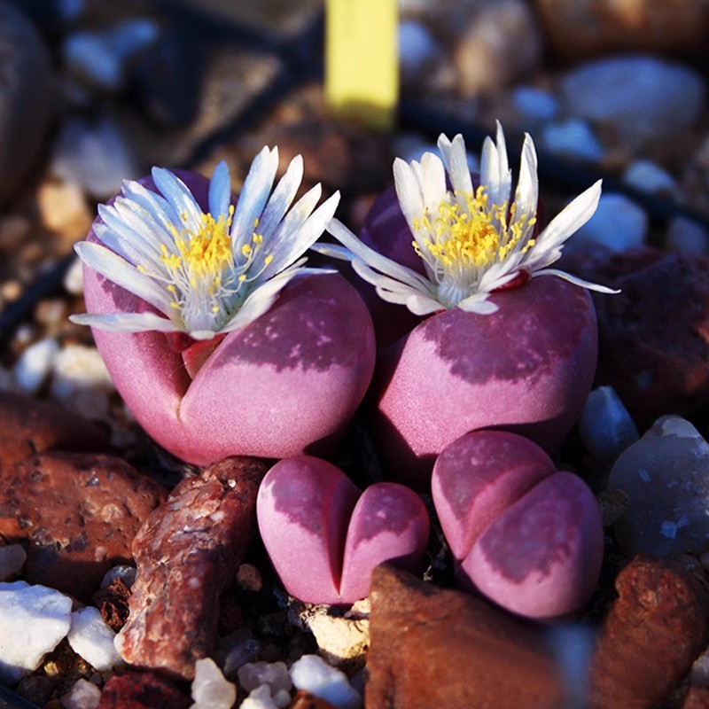 红大内生石花多肉植物带花苞2个头植物2-3cm
