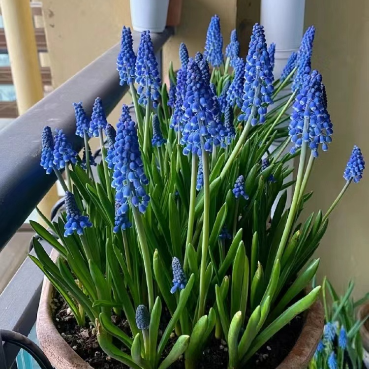 带花苞蓝花风信子多肉植物