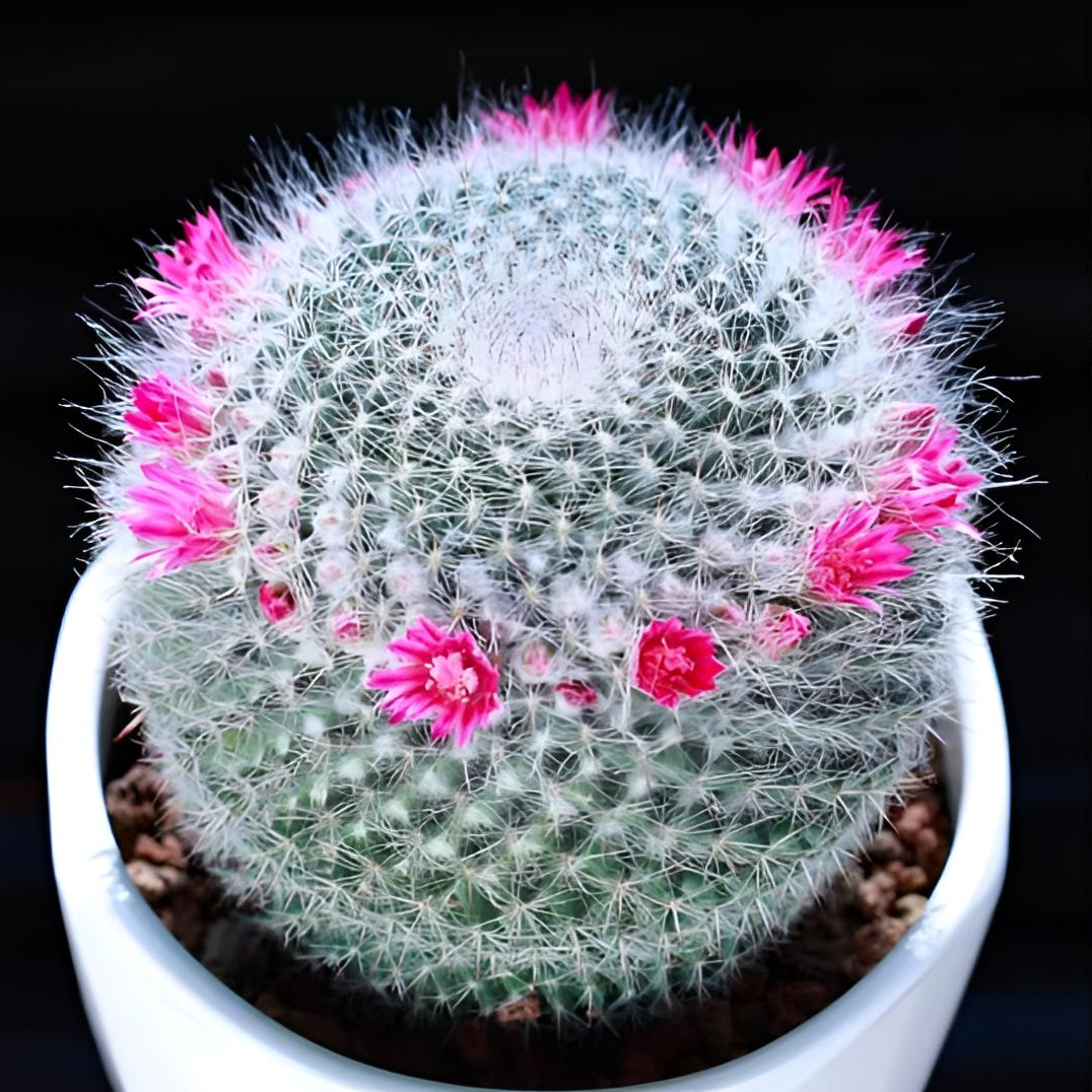 带花苞玉翁仙人球多肉植物