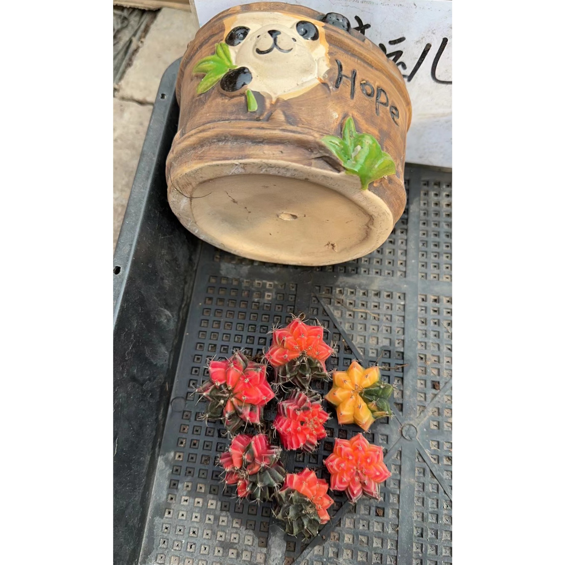 一个花盆加七颗红牡丹锦多肉