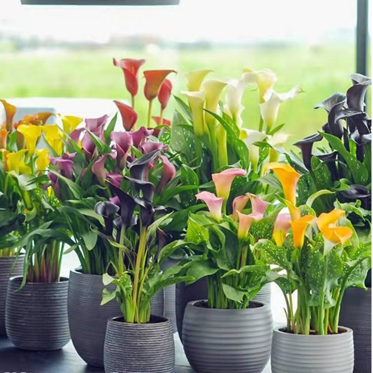 荷兰进口彩色马蹄莲种球四季种易活阳台室内盆栽花卉植物开花不断