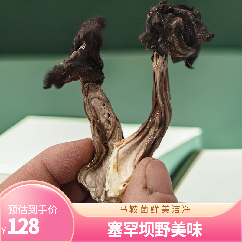 塞罕坝野生马鞍菌（木耳蘑）