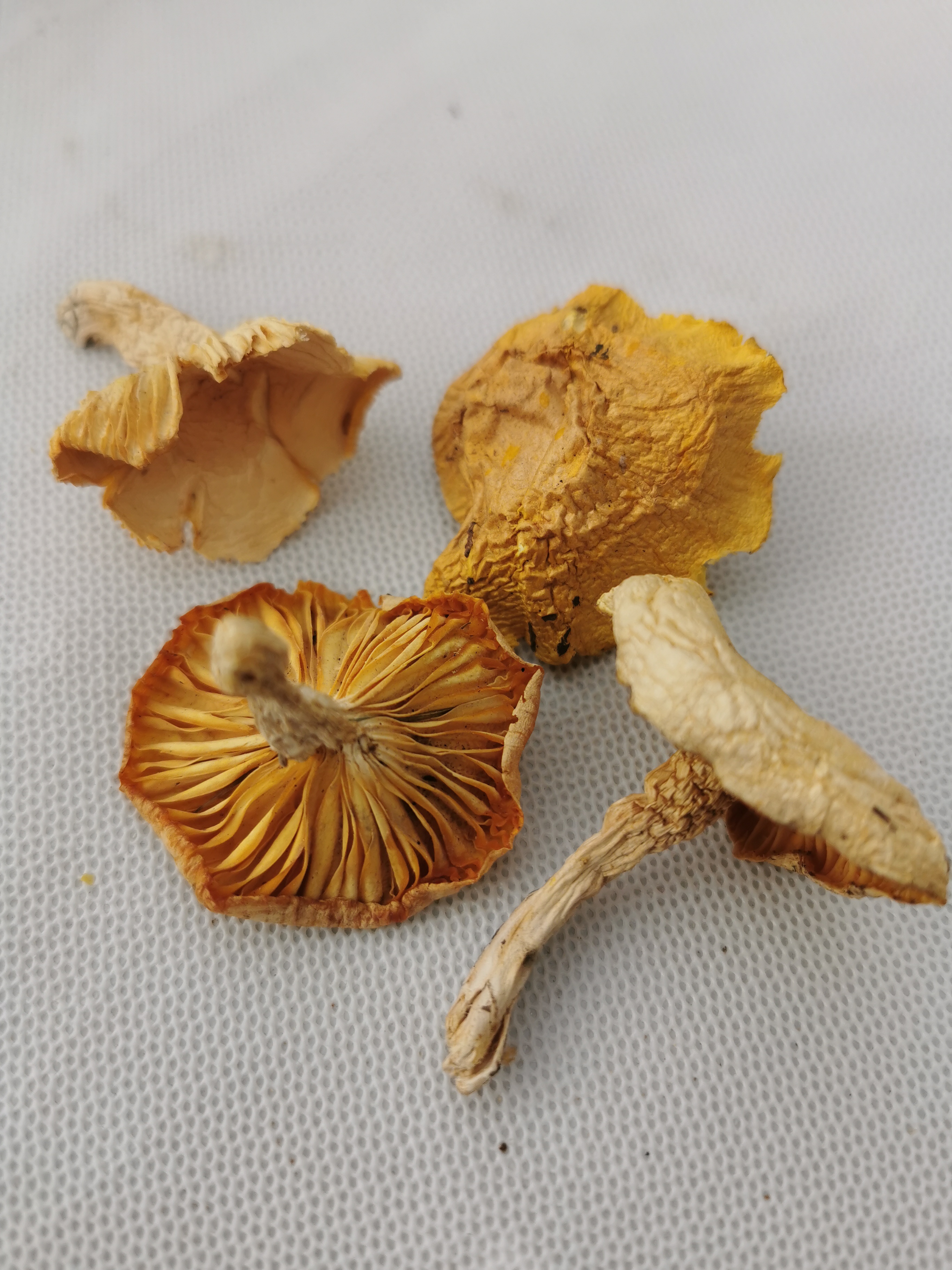 塞罕坝野生黄油蘑（250g）