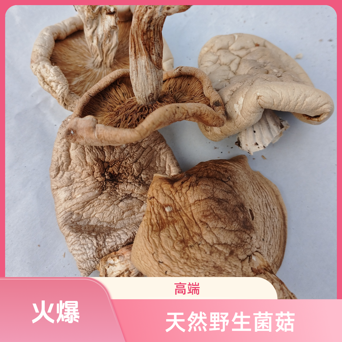 塞罕坝野生云盘蘑