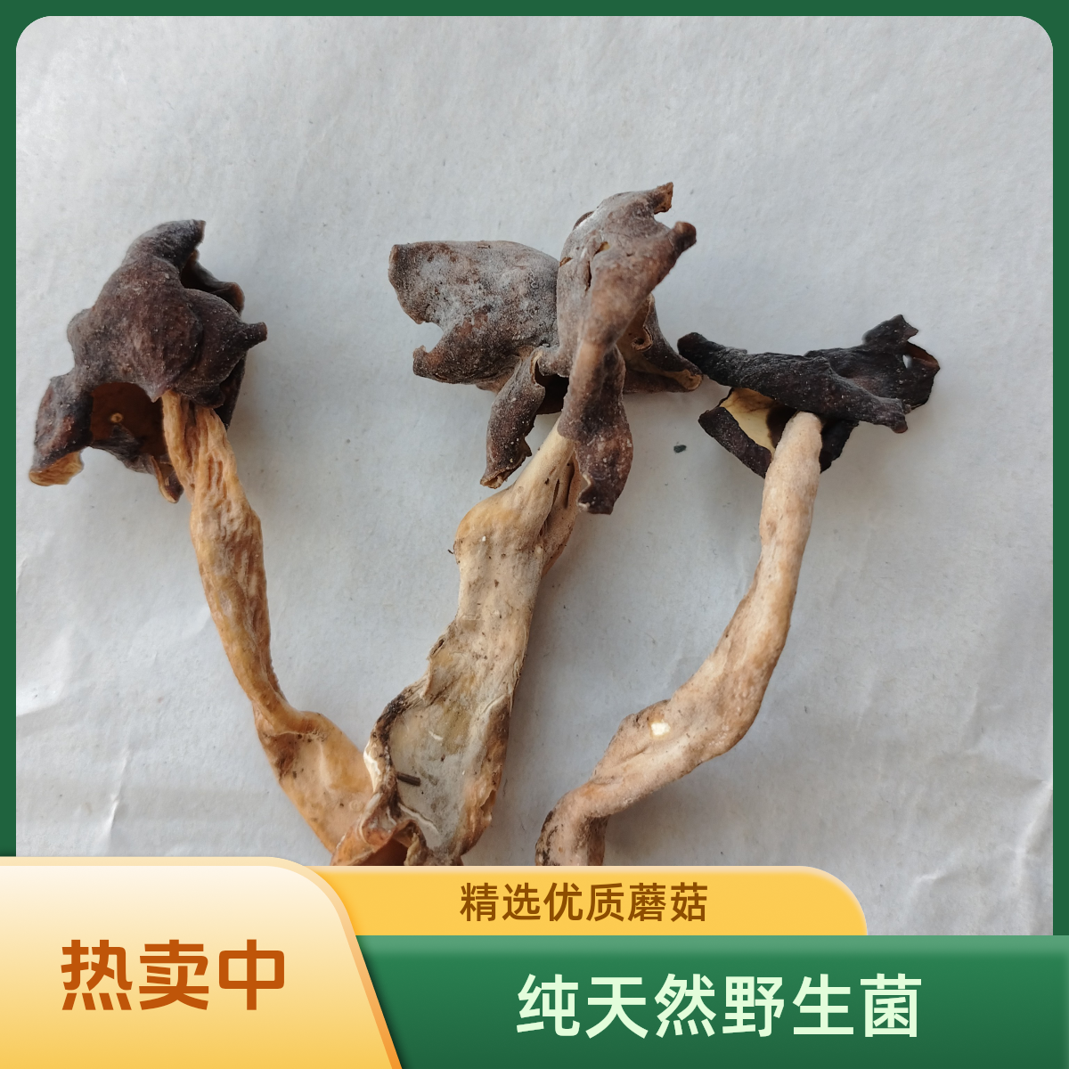 塞罕坝野生精品单腿木耳蘑