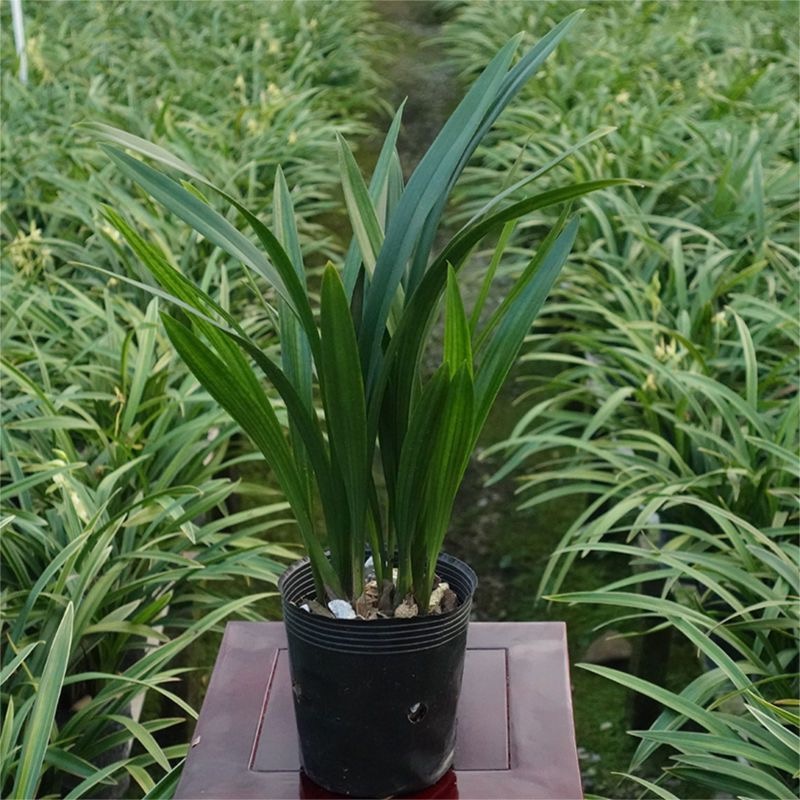 企黑浓香兰花苗墨兰报岁兰室内客厅盆栽花卉绿植庭院真花紫色金色