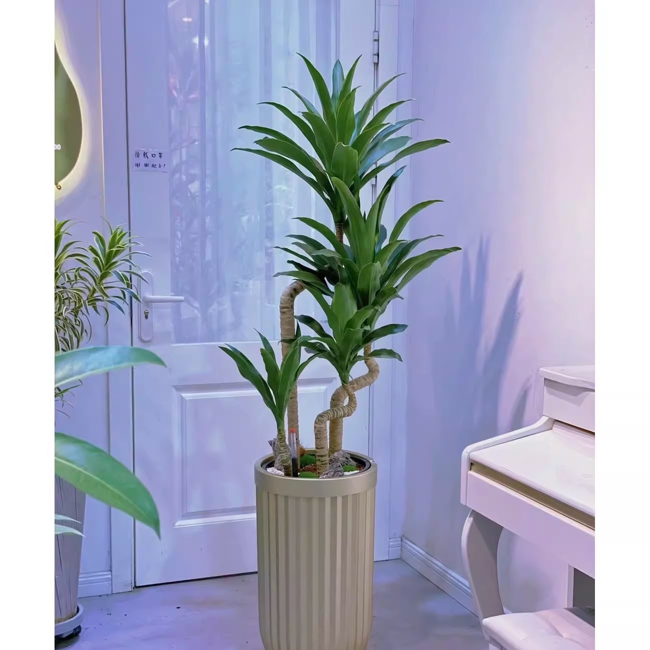 荷花铁造型植物阳台室内外庭院盆栽美观好养绿植