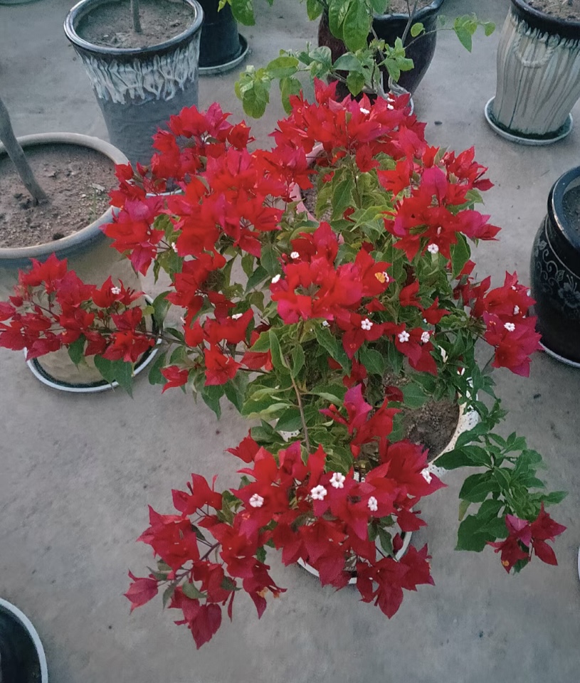 三角梅·热火（橙桑巴）精品绿植