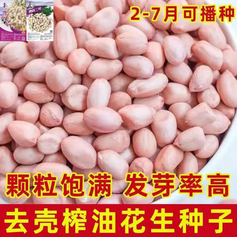 早熟花生种原种手工脱粒花生米种子抗病耐旱出油高大田用花生种子