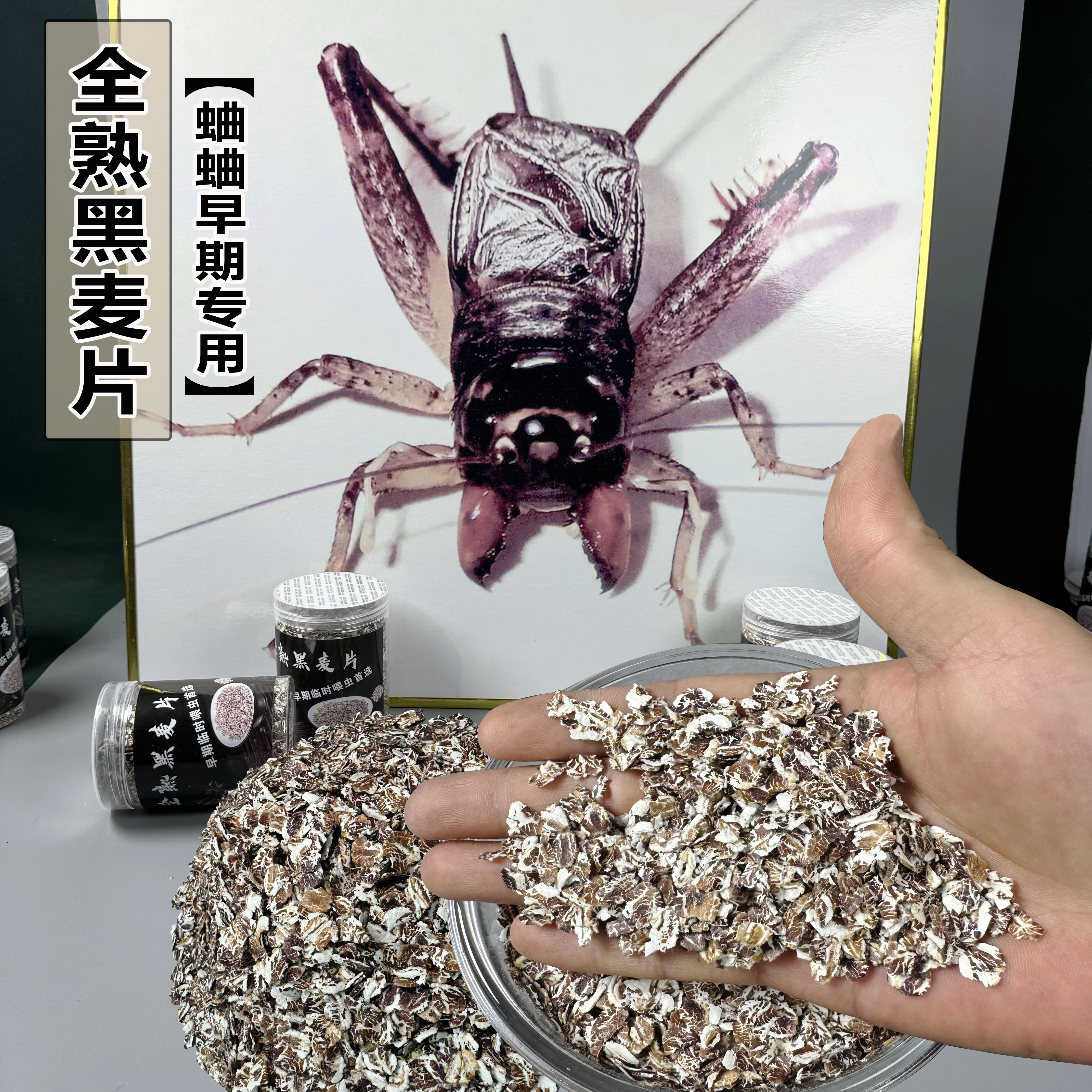 蟋蟀蛐蛐早期喂养全熟黑麦片