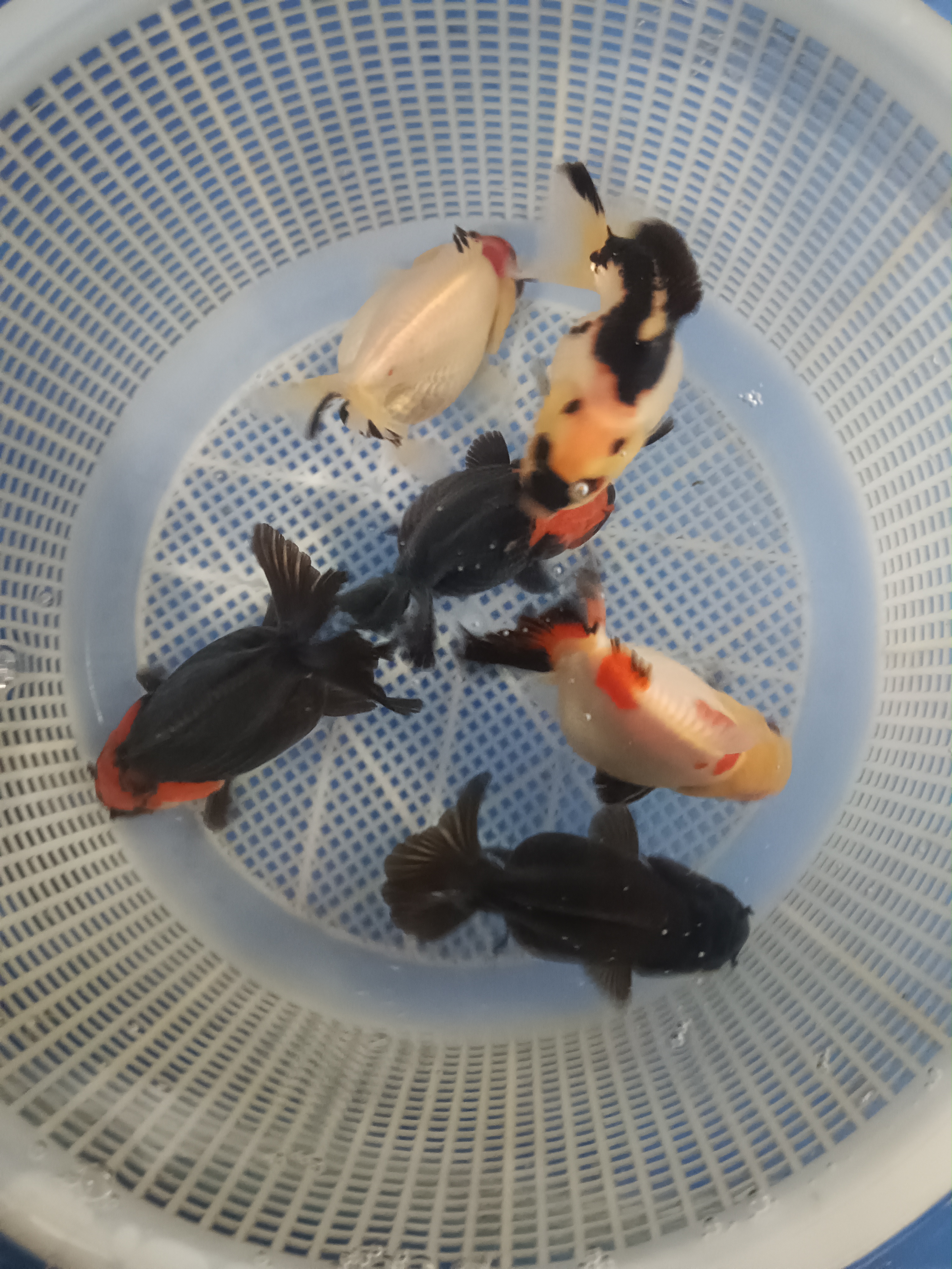 精品玛丽F1，冷水鱼耐活好养，包邮包活