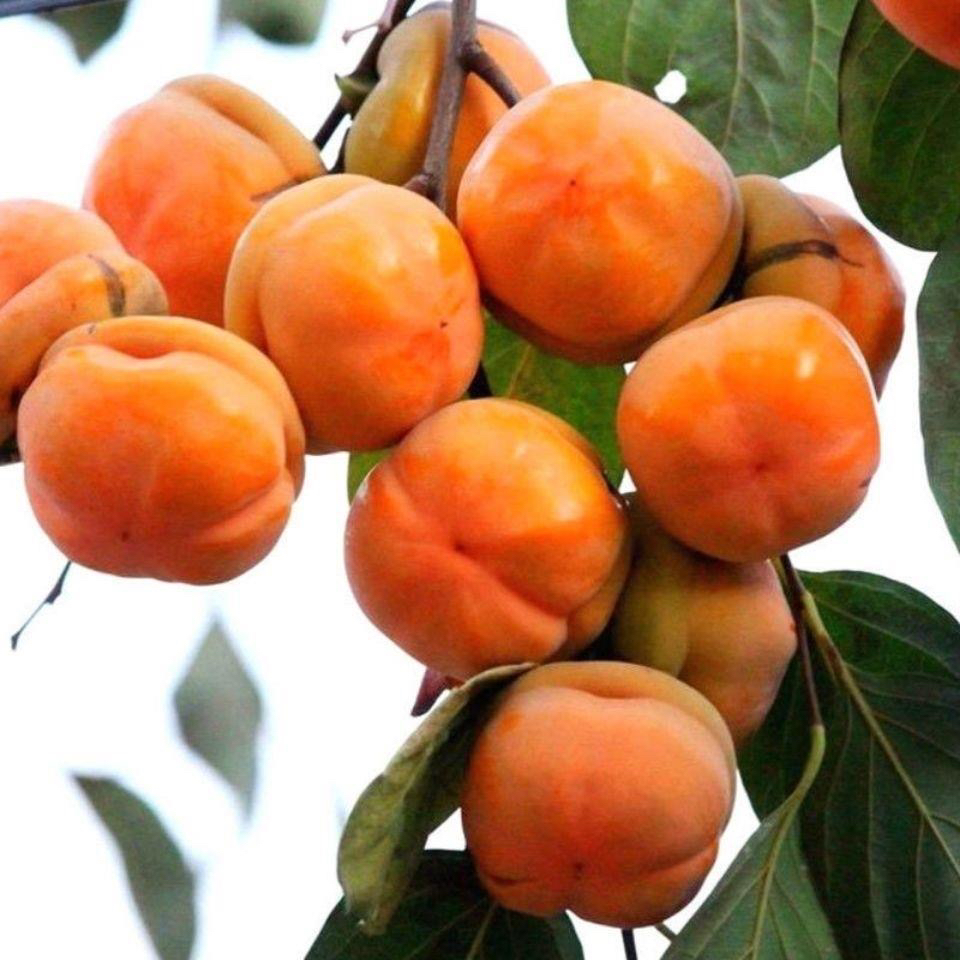 一物一拍，盆栽地栽别墅庭园南方北方可种植