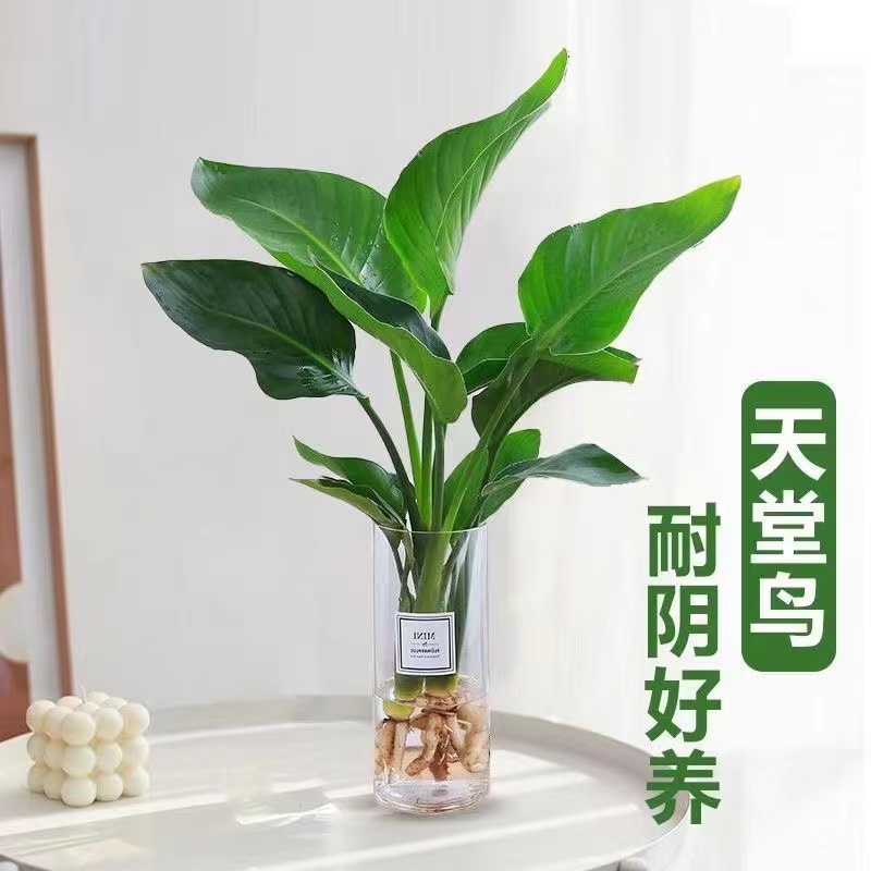 水培通话天堂鸟植物大绿植盆栽鹤望兰室内阳台花卉室内客厅绿植