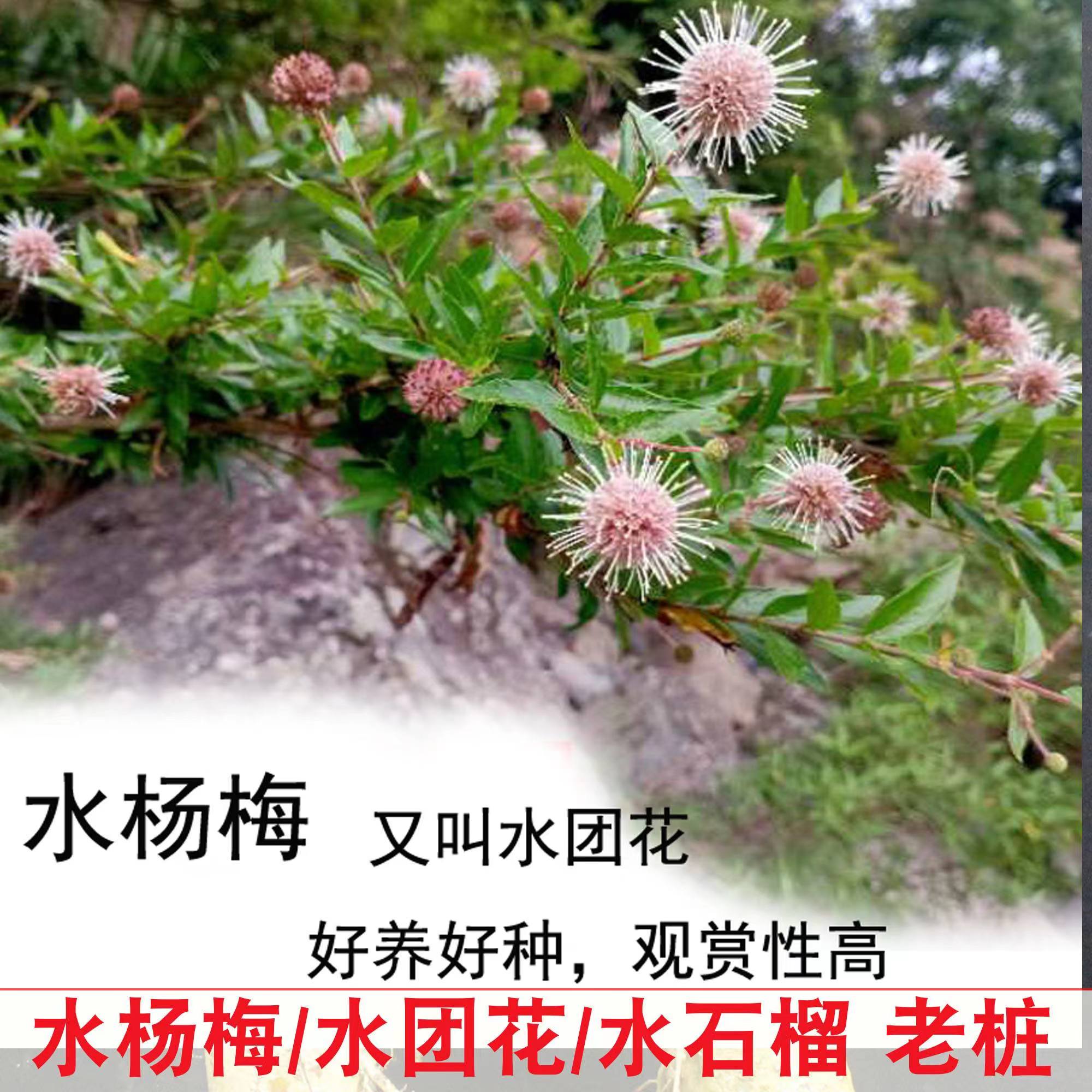 水杨梅 黄荆 老鸦柿 小盆景素材绿植，直播间一物一拍