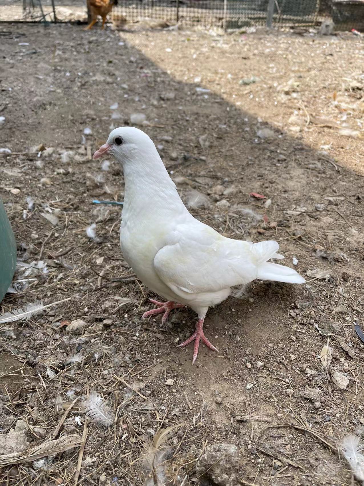 散养农家土鸽子（五谷喂养）