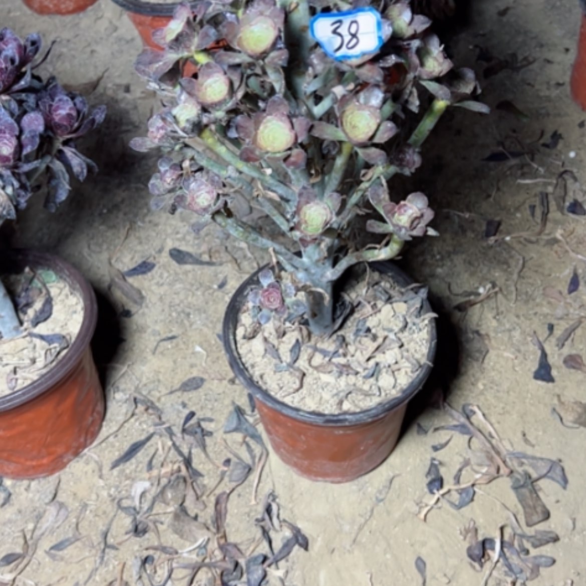 【闪购商品】多肉植物灰圆叶38