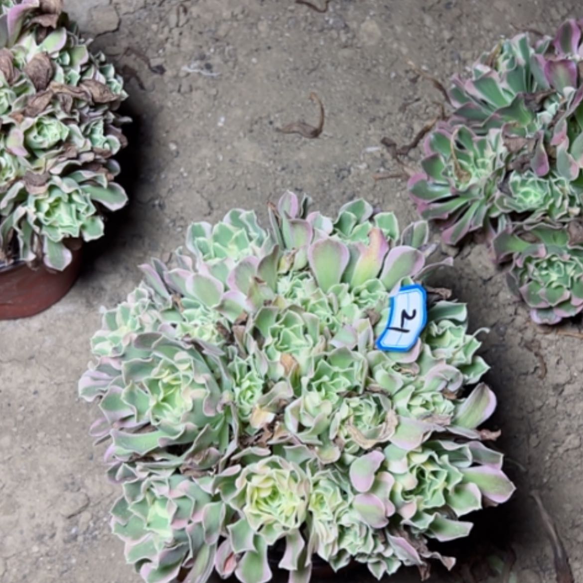 【闪购商品】多肉植物白凤21