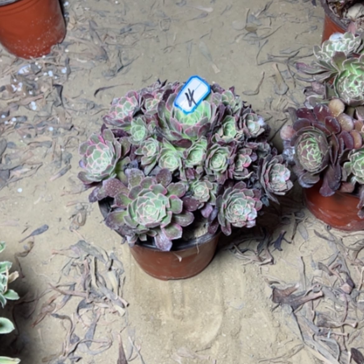 【闪购商品】多肉植物安娜4