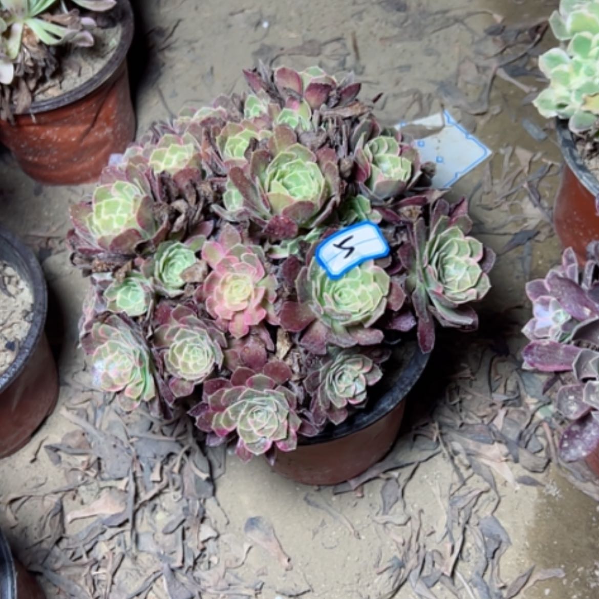 【闪购商品】多肉植物安娜5