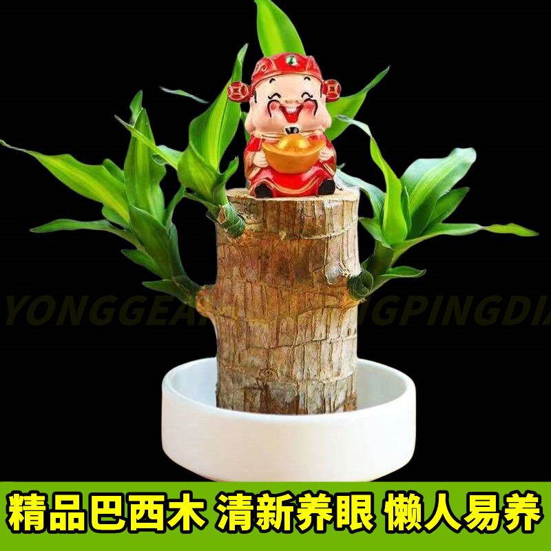 （带大叶发货）巴西木 水培土培  桌面盆栽