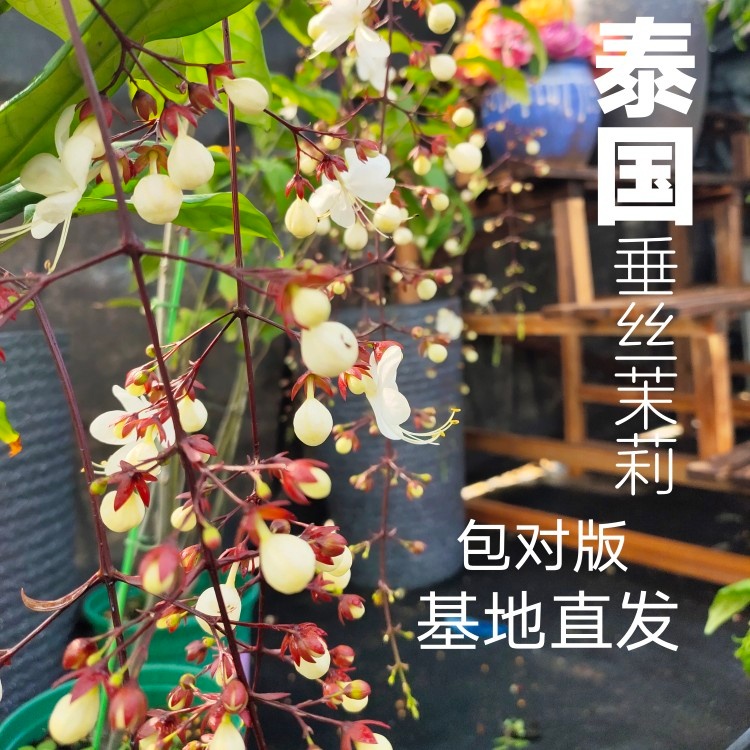 泰国版垂丝茉莉开花一串串客厅养植开花仙气飘飘