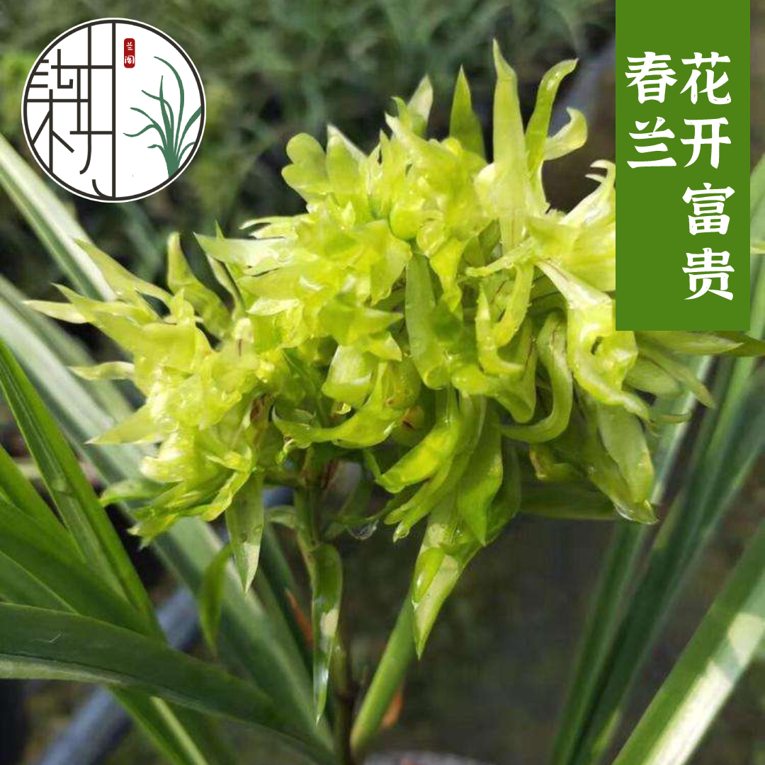 春兰浓香奇花花开富贵兰花名贵细叶室内阳台绿植