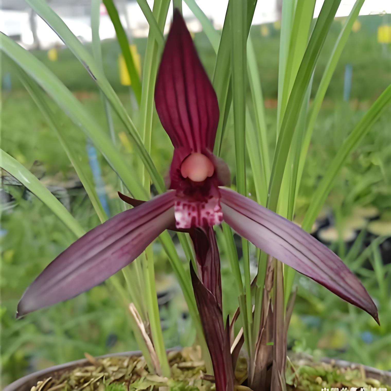 春兰板桥遗墨兰花好养易活