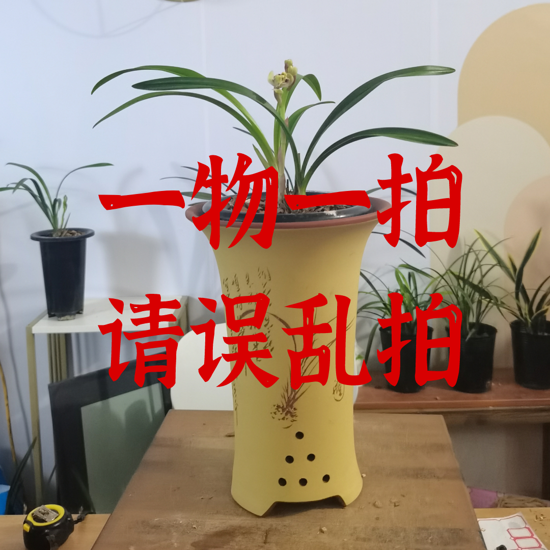 柒玥兰花直播间兰花苗现拍兰花专拍