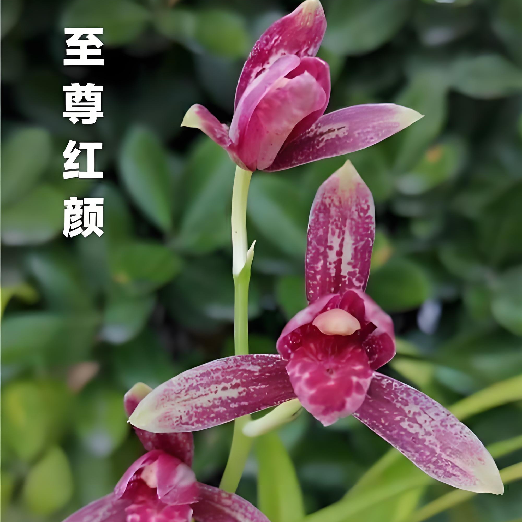 建兰铭品至尊红颜一杆多花兰花趣味美观