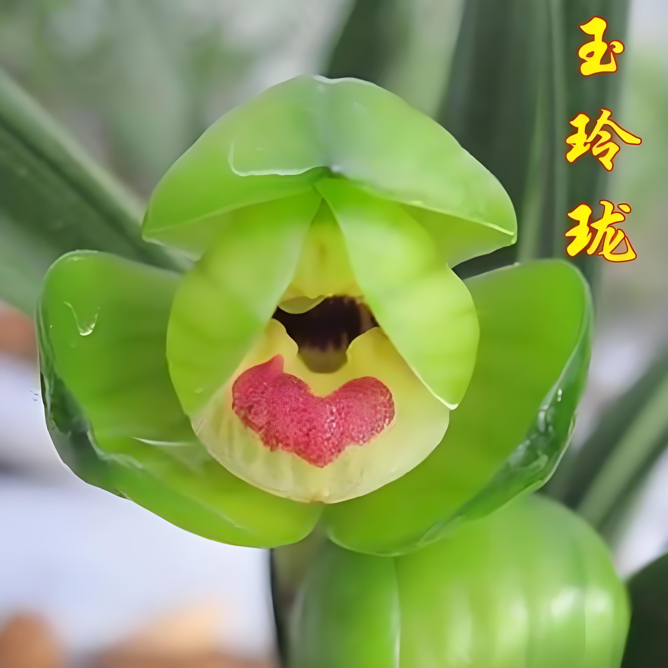 春兰玉玲珑矮草兰花趣味美观