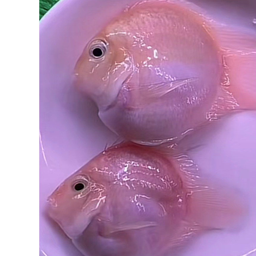 （大鹏）迷你鹦鹉宝蓝白金胭脂粉