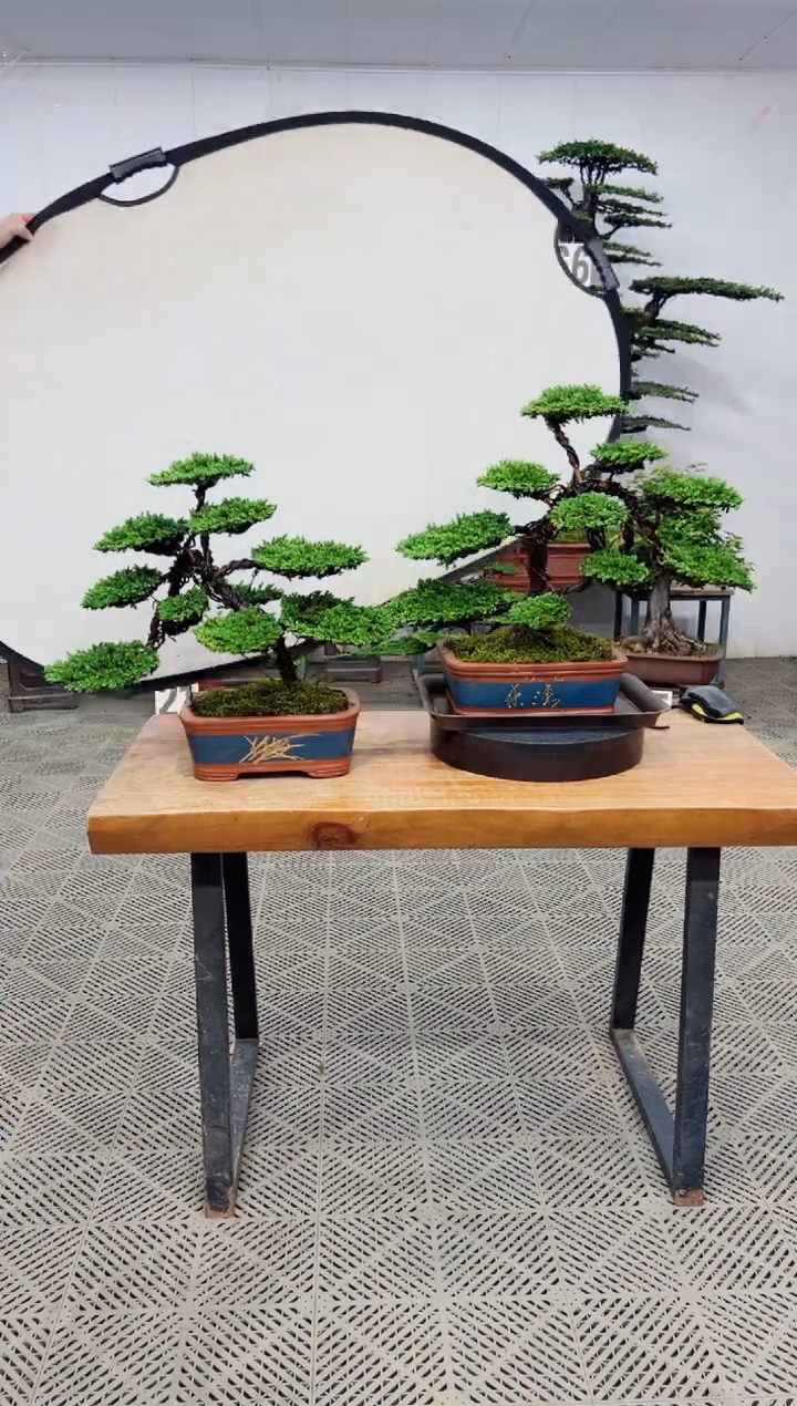 【闪购商品】盆景盆景