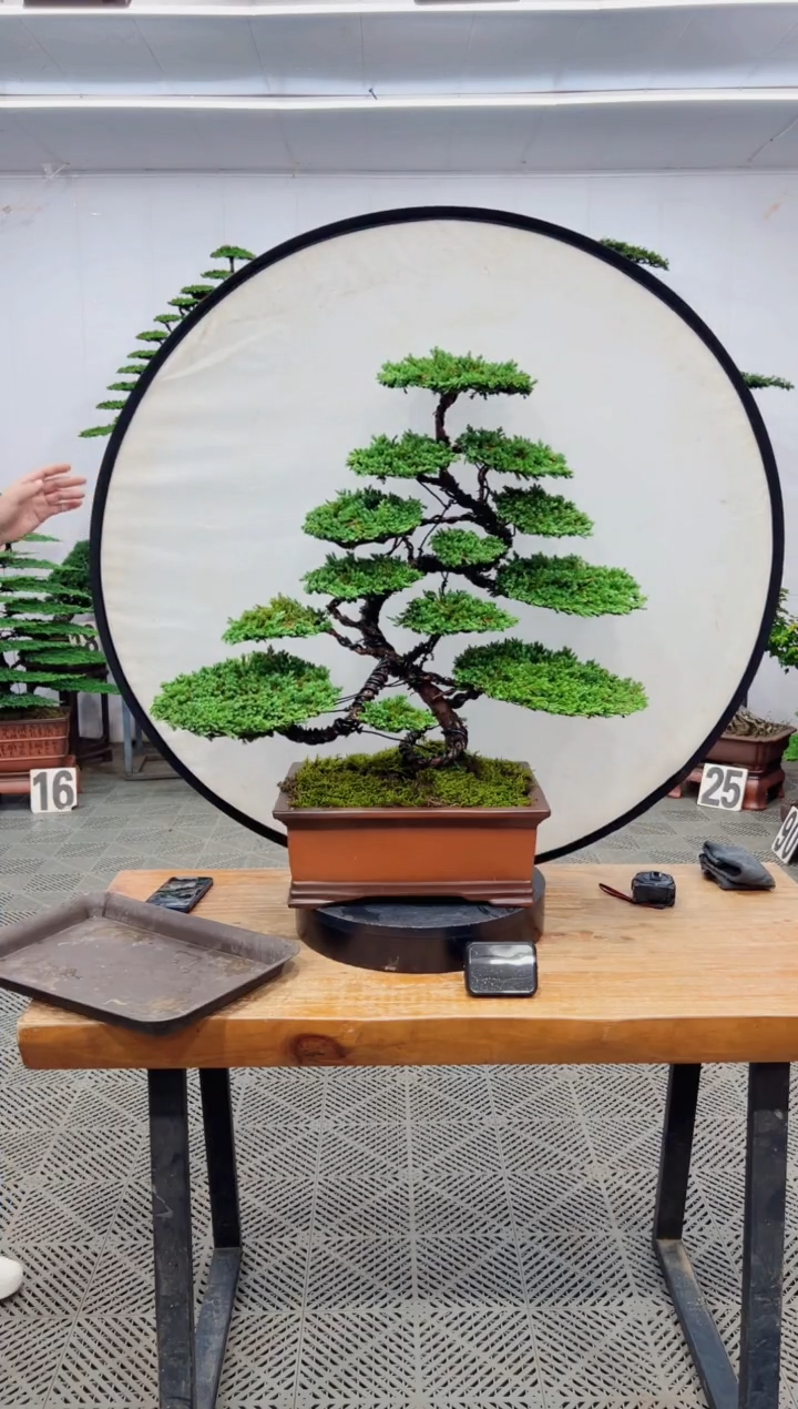 【闪购商品】盆景盆景