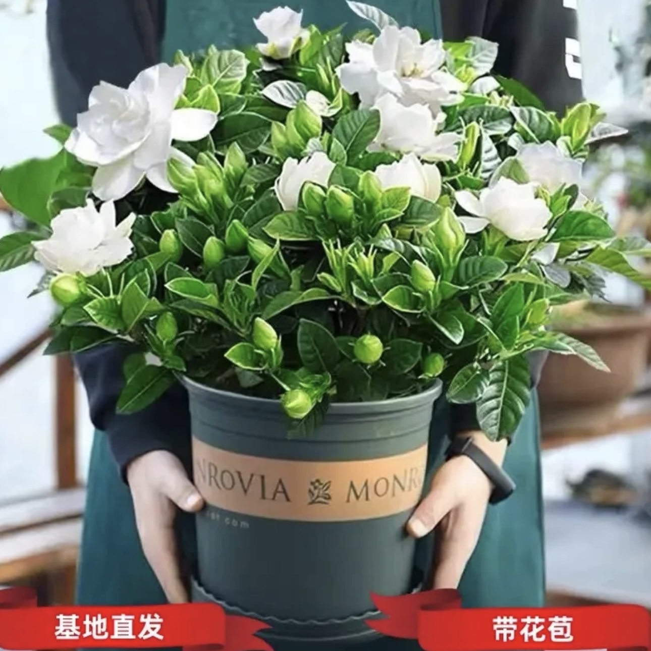 栀子花盆栽四季开花茉莉花卉老桩水培九里香绿植物室内外客厅桌面