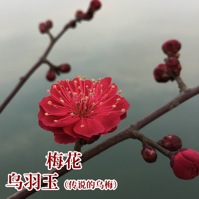 乌梅盆景树桩好养易室内阳台庭院盆栽