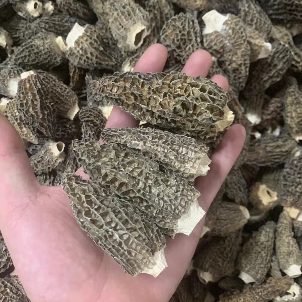 5公分以上羊肚菌 剪脚 200克