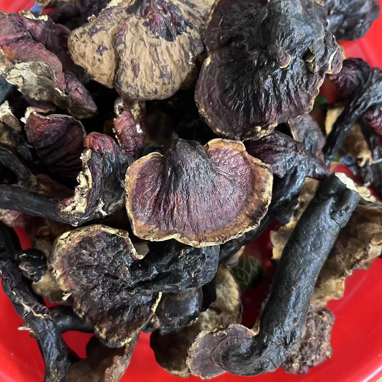 波密藏芝菇 250g