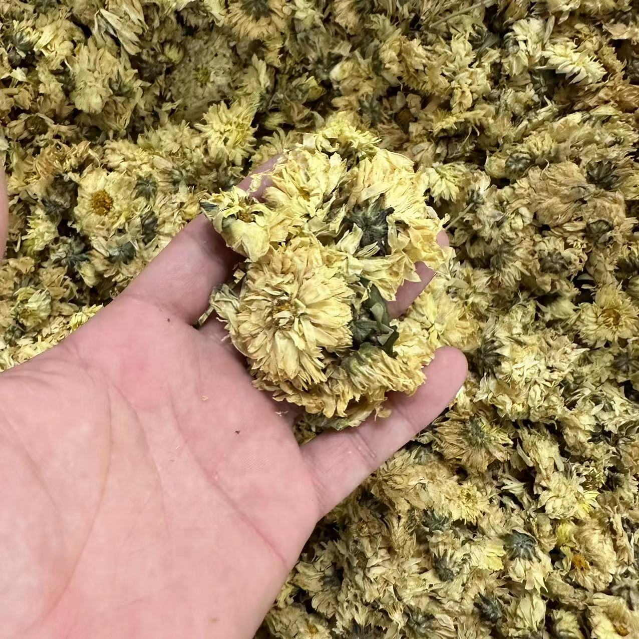 老式菊花200克  