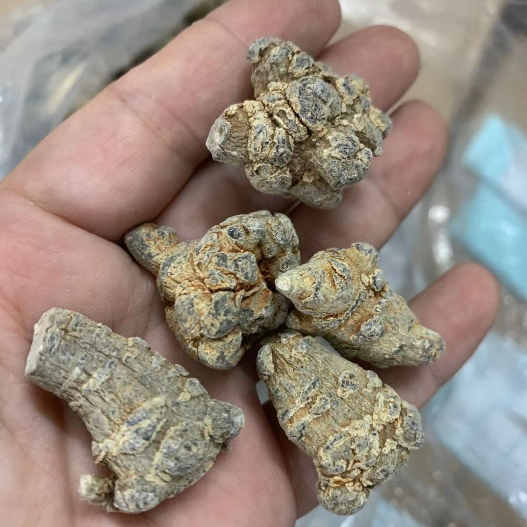 【三三】云南原粒田七 参100g