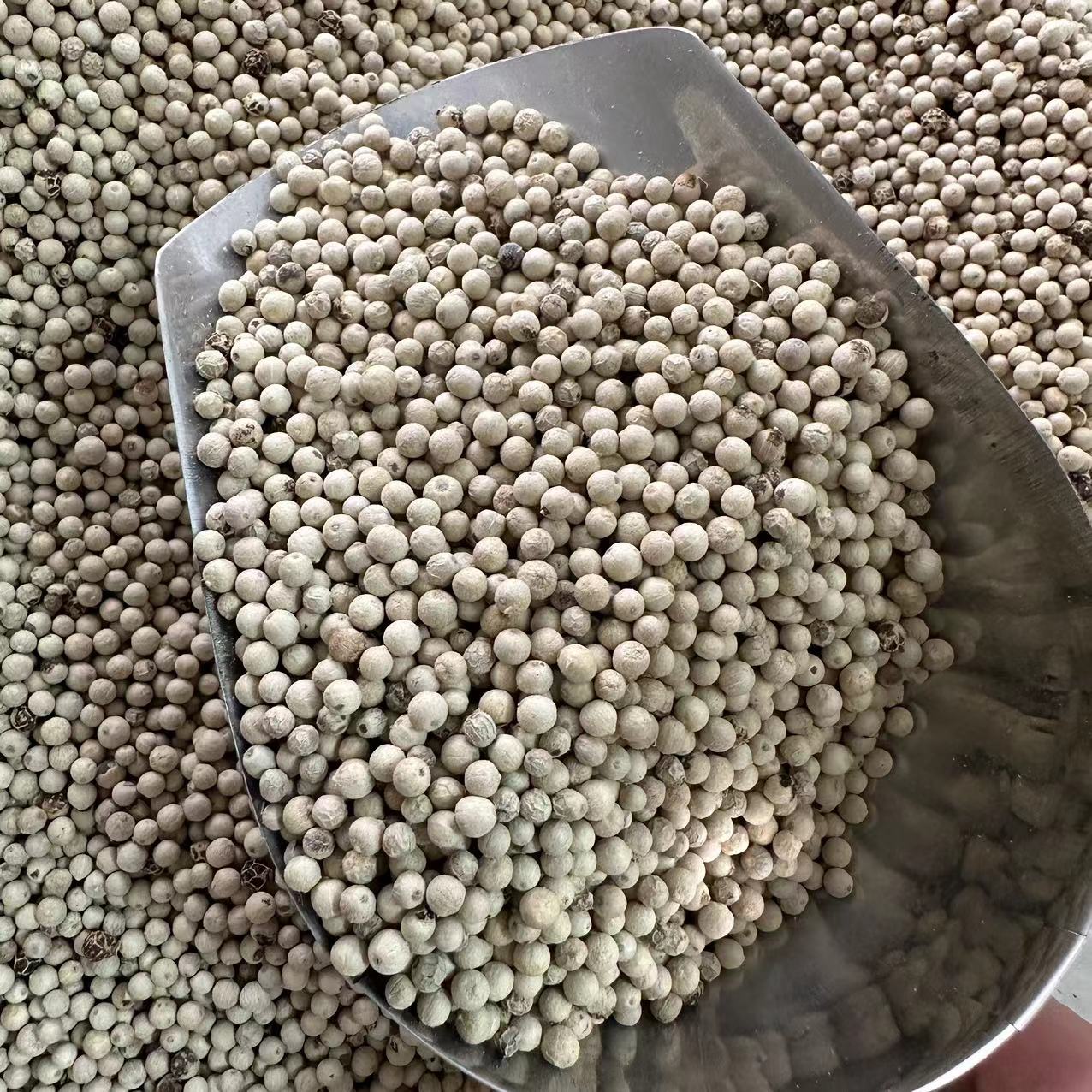 新海南白胡椒粒500g豆