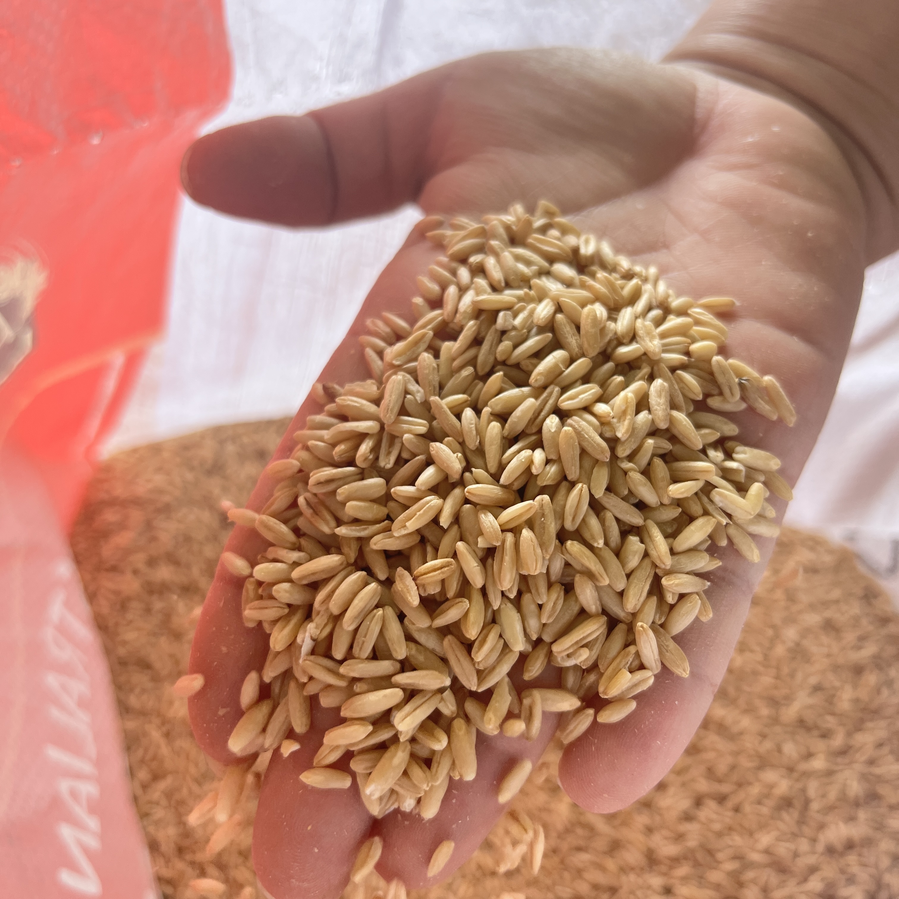 【三三】燕麦 750g