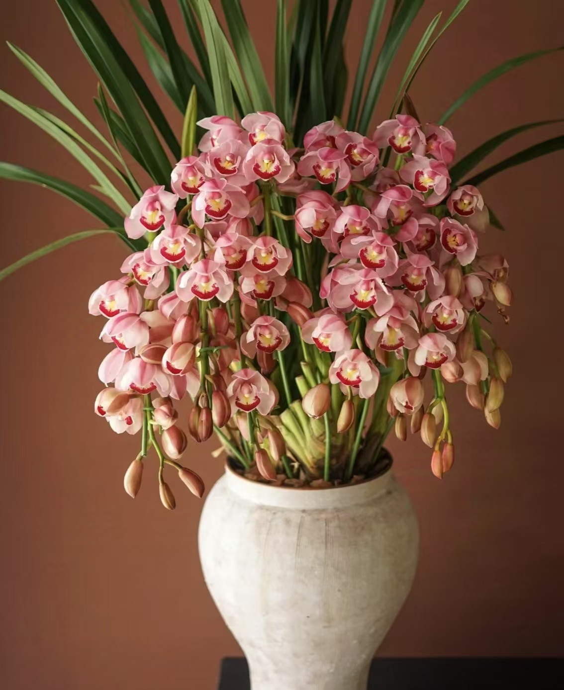  年销花【粉美人】多花剑精品名贵高端兰花带花苞盆栽好养