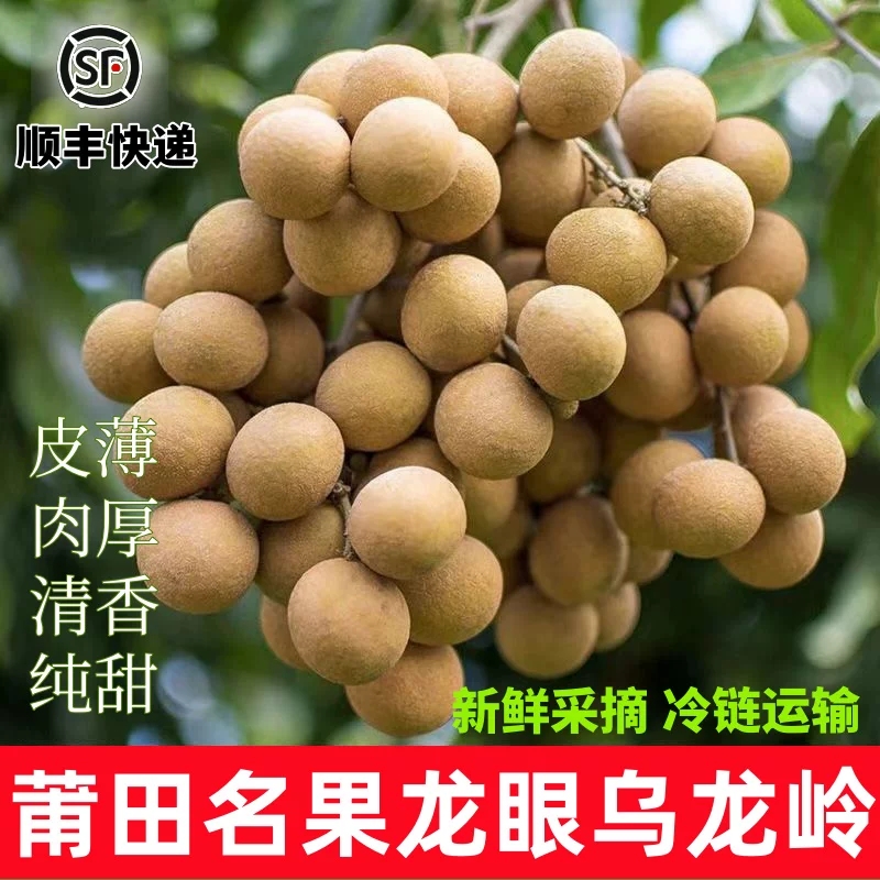 [莆香精选]莆田兴化特产新鲜龙眼现摘现发顺丰包邮