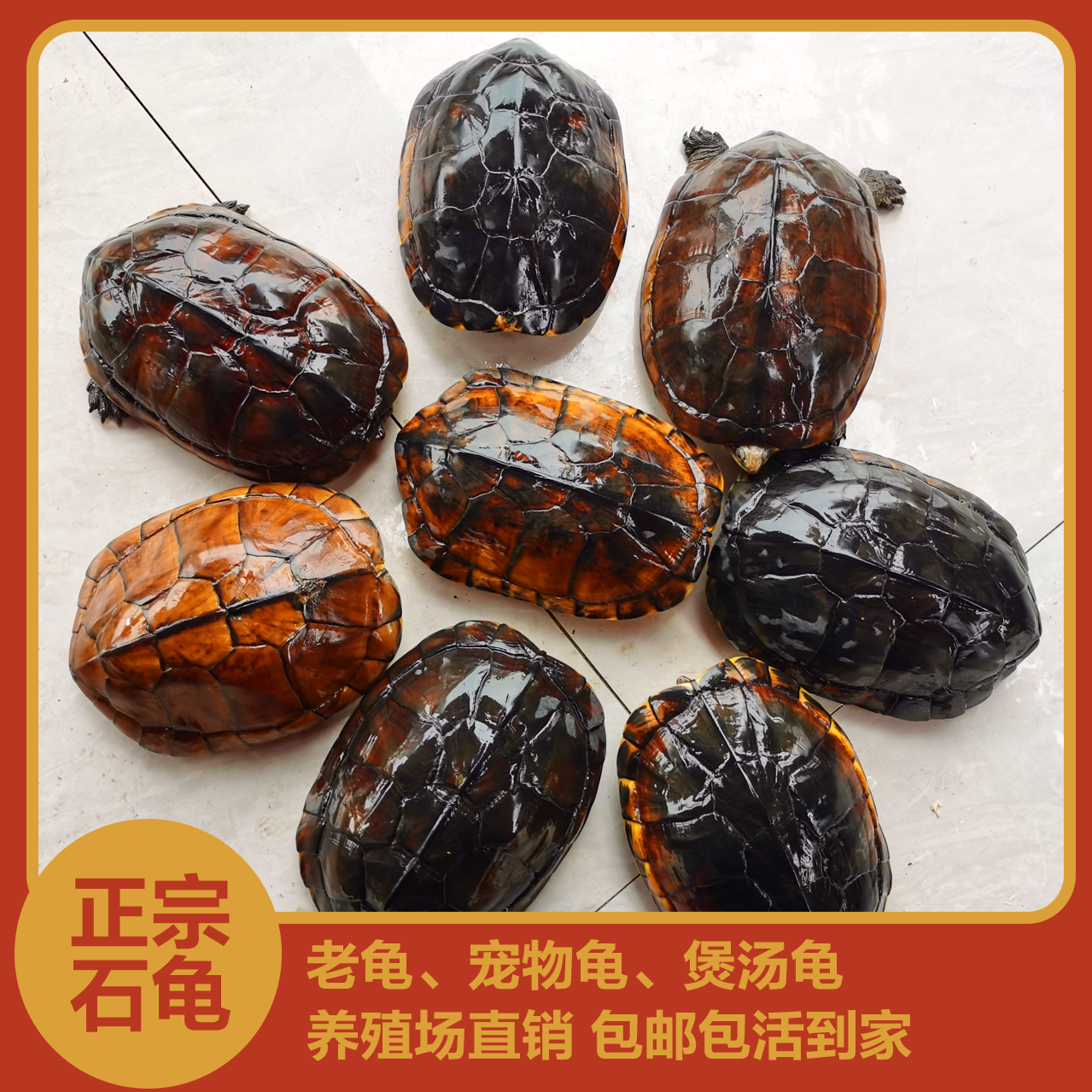 纯种石龟宠物龟煲汤龟石龟