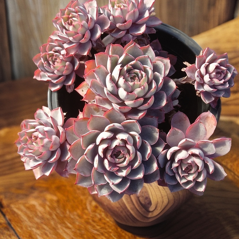 赫拉  新手必拍  好看好养  云南昆明发货