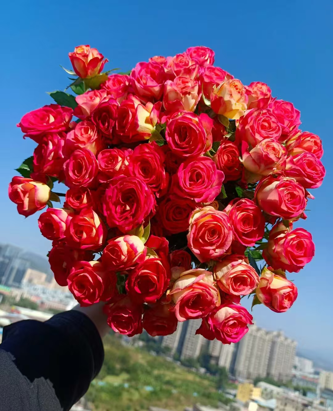 爱丽丝多头玫瑰鲜切花云南基地直发插花花店精致
