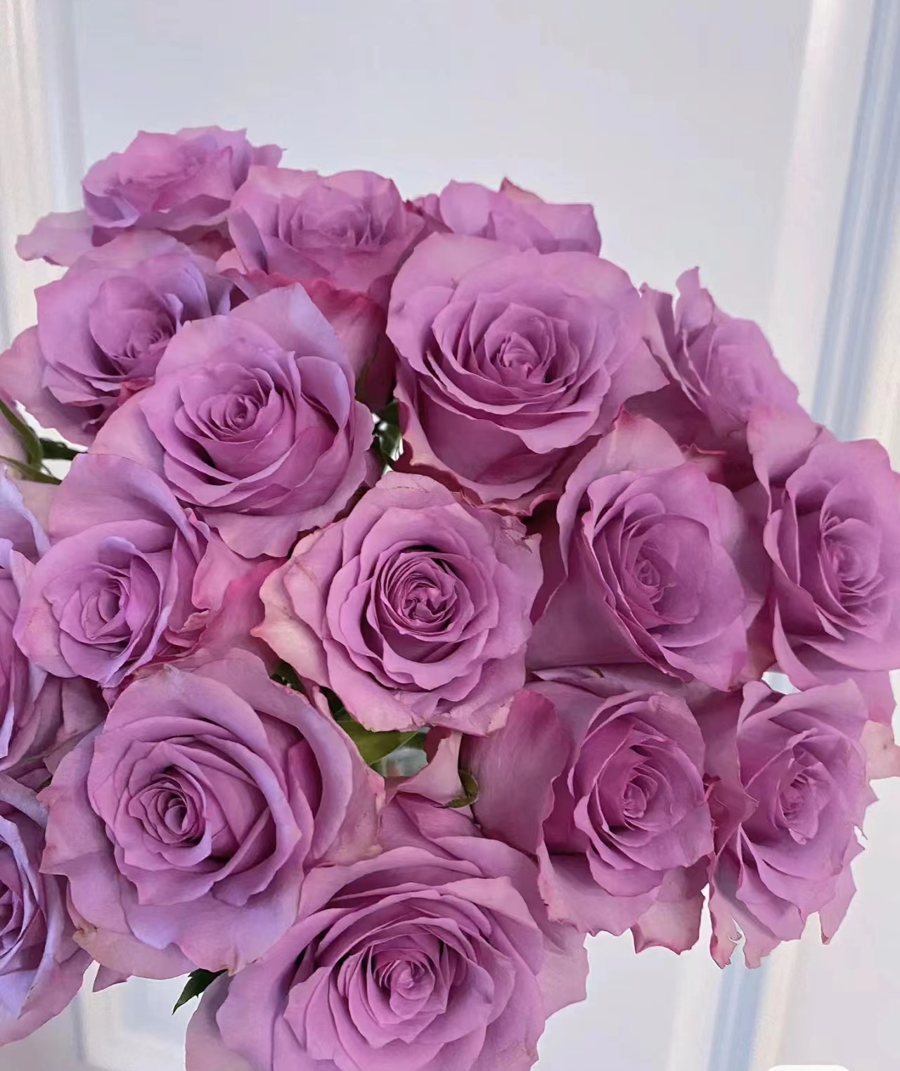 紫霞仙子鲜切花玫瑰家庭插花花店云南基地直发